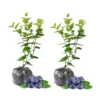 Blueray Blueberry Plants Live - Highbush Blueberry Bushes for Garden