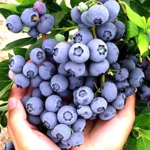Blueray Blueberry Plants Live - Highbush Blueberry Bushes for Garden