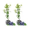 Top Hat Blueberry Plants - Live Shrubs for Indoor and Outdoor Gardens