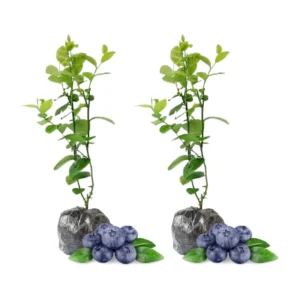 Top Hat Blueberry Plants - Live Shrubs for Indoor and Outdoor Gardens