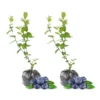 Biloxi Blueberry Plants Live - Southern Highbush Blueberry Bushes - Garden Shrub