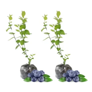 Biloxi Blueberry Plants Live - Southern Highbush Blueberry Bushes - Garden Shrub
