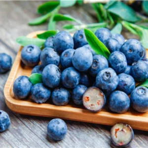 Biloxi Blueberry Plants Live - Southern Highbush Blueberry Bushes - Garden Shrub