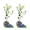 Northblue Blueberry Plants - Live Bushes for Indoor/Outdoor Garden
