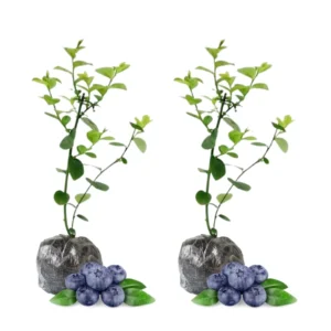 Northblue Blueberry Plants - Live Bushes for Indoor/Outdoor Garden