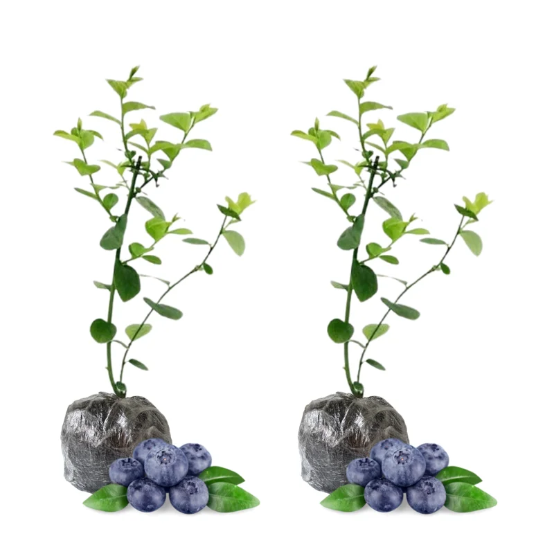 Northblue Blueberry Plants - Live Bushes for Indoor/Outdoor Garden