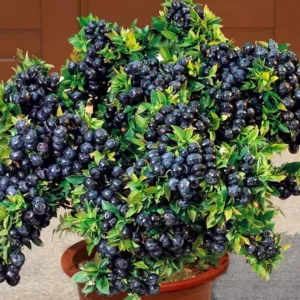 Northblue Blueberry Plants - Live Bushes for Indoor/Outdoor Garden
