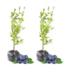 Misty Blueberry Plants Live Plant Set for Indoor Outdoor Gardens