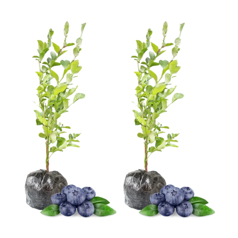 Misty Blueberry Plants Live Plant Set for Indoor Outdoor Gardens