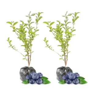 Sunshine Blueberry Plants Live - Southern Highbush Blueberries - 2 Pack