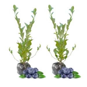 2 Blueberry Plants Live - Northern Highbush Blueberry Bushes 12-18 Inches