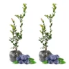 2 Bluecrop Blueberry Plants Live - Highbush Blueberry Shrubs