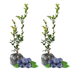 2 Bluecrop Blueberry Plants Live - Highbush Blueberry Shrubs