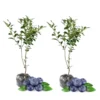 2 Jersey Blueberry Plants Live Shrubs for Indoor Outdoor Garden