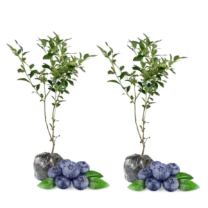 2 Jersey Blueberry Plants Live Shrubs for Indoor Outdoor Garden