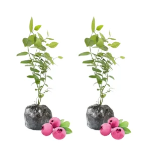 Pink Lemonade Blueberry Plants - Live Fruit Shrubs for Garden - Pink