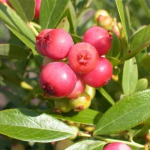 Pink Lemonade Blueberry Plants - Live Fruit Shrubs for Garden - Pink