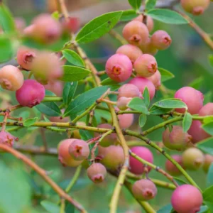 Pink Lemonade Blueberry Plants - Live Fruit Shrubs for Garden - Pink