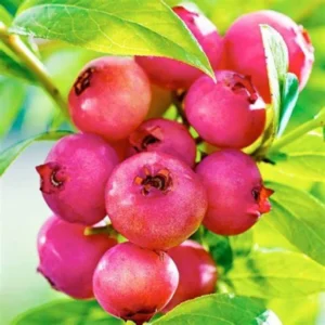 Pink Lemonade Blueberry Plants - Live Fruit Shrubs for Garden - Pink