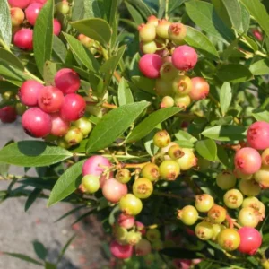 Pink Lemonade Blueberry Plants - Live Fruit Shrubs for Garden - Pink