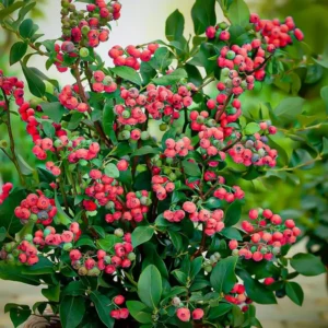 Pink Lemonade Blueberry Plants - Live Fruit Shrubs for Garden - Pink