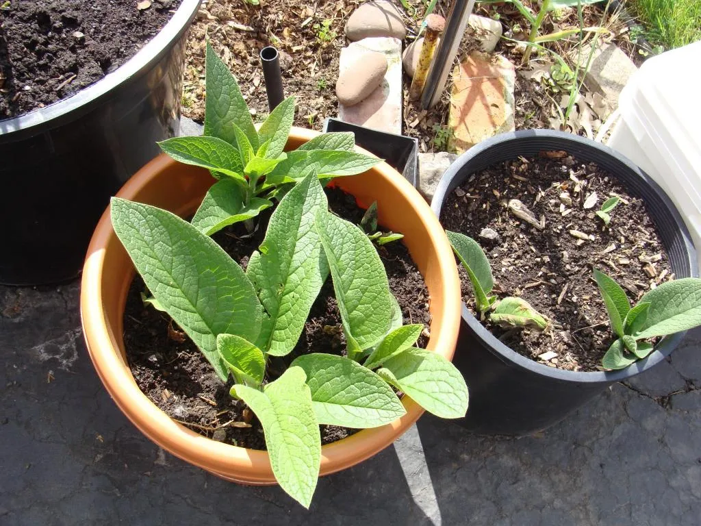 How to Grow Comfrey in Pots: Tips for Small Gardens