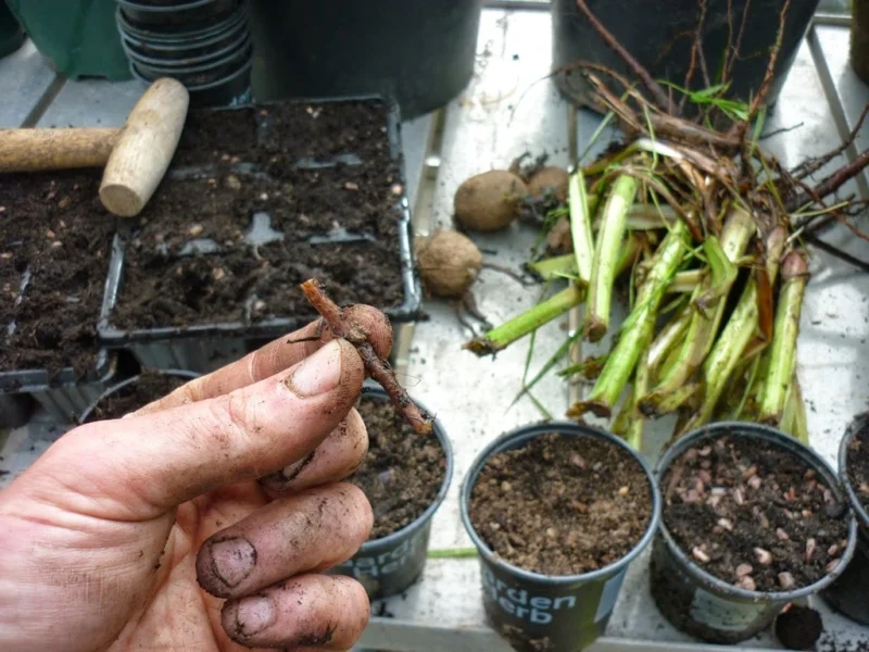 comfrey root cuttings