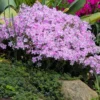 Perennial Phlox Plants - Live Ground Cover in 4 Inch Pot for Summer Planting