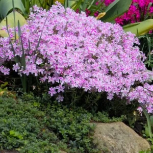 Perennial Phlox Plants - Live Ground Cover in 4 Inch Pot for Summer Planting