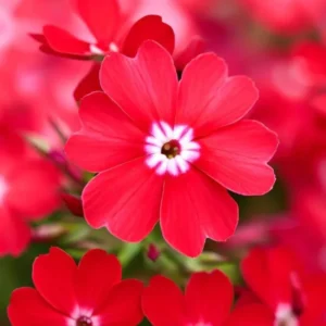 Perennial Phlox Plants - Live Ground Cover in 4 Inch Pot for Summer Planting