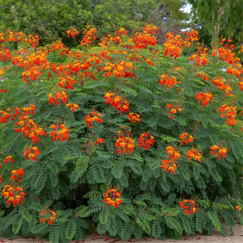 Tropical Shrub Peacock Barbados Pride Plant - 6 Inch Pot - Vibrant Flowers