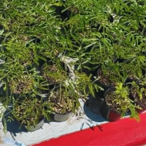 Tropical Shrub Peacock Barbados Pride Plant - 6 Inch Pot - Vibrant Flowers