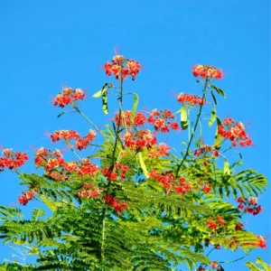 Tropical Shrub Peacock Barbados Pride Plant - 6 Inch Pot - Vibrant Flowers