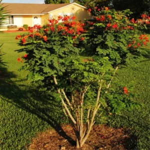 Tropical Shrub Peacock Barbados Pride Plant - 6 Inch Pot - Vibrant Flowers