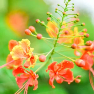 Tropical Shrub Peacock Barbados Pride Plant - 6 Inch Pot - Vibrant Flowers