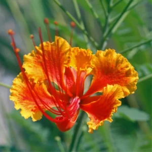 Tropical Shrub Peacock Barbados Pride Plant - 6 Inch Pot - Vibrant Flowers