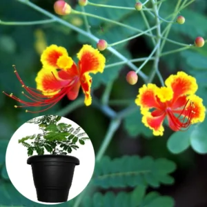 Mexican Bird of Paradise Plant Live - Peacock Shrub - 6 Inch Pot - Red Orange Flowers