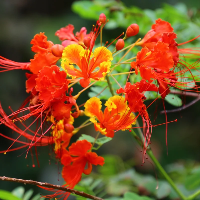 Mexican Bird of Paradise Plant Live - Peacock Shrub - 6 Inch Pot - Red Orange Flowers