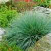 Grasses Live Plants - 4 Pack - Green Ornamental Grass in 4 Inch Pots