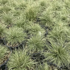 Grasses Live Plants - 4 Pack - Green Ornamental Grass in 4 Inch Pots