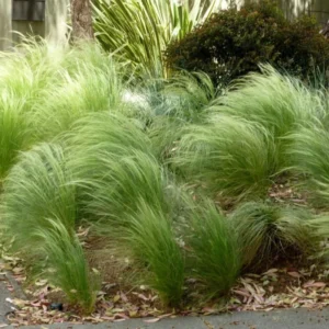 Grasses Live Plants - 4 Pack - Green Ornamental Grass in 4 Inch Pots