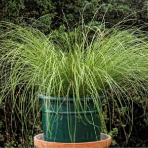 Grasses Live Plants - 4 Pack - Green Ornamental Grass in 4 Inch Pots