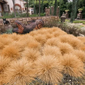 Bronco Grass Ornamental Live Plants - 4 Inch Pot - Bronze-Brown Grass