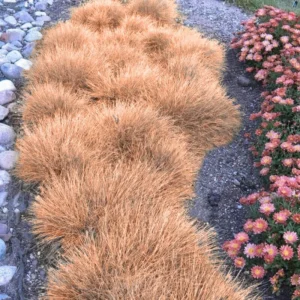 Bronco Grass Ornamental Live Plants - 4 Inch Pot - Bronze-Brown Grass