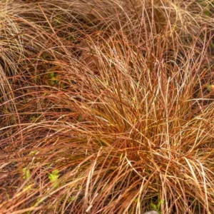 Bronco Grass Ornamental Live Plants - 4 Inch Pot - Bronze-Brown Grass