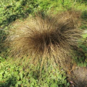 Bronco Grass Ornamental Live Plants - 4 Inch Pot - Bronze-Brown Grass