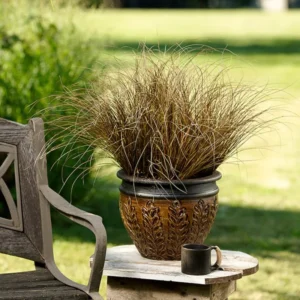 Bronco Grass Ornamental Live Plants - 4 Inch Pot - Bronze-Brown Grass