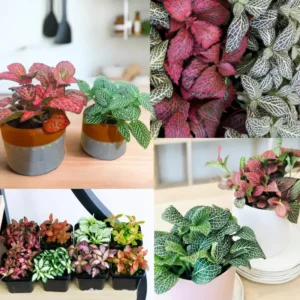 Mixed Fittonia Nerve Plants - Set of 4 Potted Pink & White Indoor Houseplants
