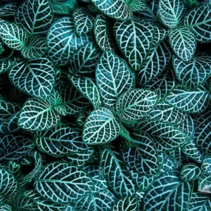 Mixed Fittonia Nerve Plants - Set of 4 Potted Pink & White Indoor Houseplants