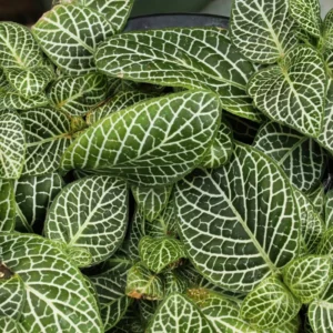 Fittonia Nerve Plants Live Set - Pink & White Mix, 4 Inch Pot, Indoor Terrarium Plants